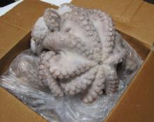  Octopus   Vulgaris  from North Africa (Muaritania and Morocco)