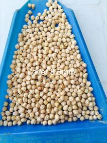 Kabuli Grade A Chickpeas