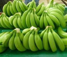 Organic Natural Green Cavendish Banana