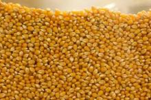 Yellow  Corn  for  pop   corn 