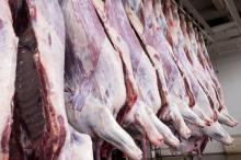 Halal frozen beef  whole   carcass  and parts available