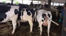 Holstein Heifer Cows For Sale