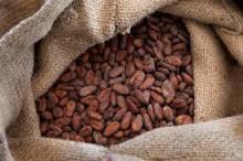 Cocoa Beans
