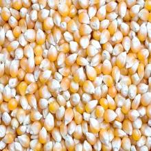 White and Yellow Maize for sale