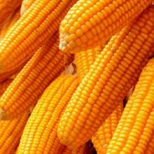 White and Yellow Maize Corn for sale