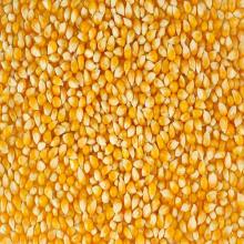 Top quality yellow corn for sale, Yellow Maize