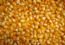 Yellow Corn/Maize for Animal Feed / YELLOW CORN FOR POULTRY FEED