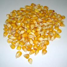 Dried Yellow Corn / Dried Yellow Maize