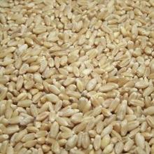 strong white wheat