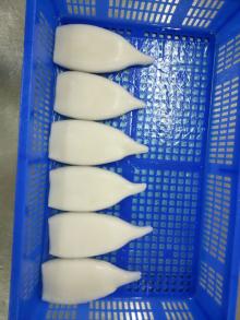 Frozen squid tubes I.Q.F.
