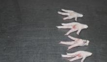 Processed Frozen Chicken Feet For Sale