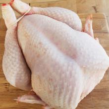 Halal Frozen Whole Chicken for sale
