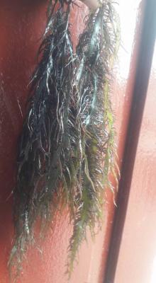 Сушеные морские водоросли Gigartina chamissoi