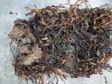 seaweed sargazo. sargaso Dried