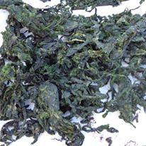 seaweed sea lettuce ulva lactuca dried