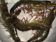 live and frozen shrimps