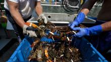 live and frozen lobsters
