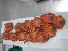 live and frozen spanner crab, stone crab and coconut crab