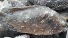 Frozen  Tilapia ? whole   Round 