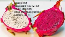 vietnam dragon fruit whatsapp 84903721896