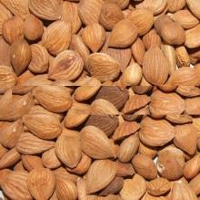 Sweet and Bitter Apricot Kernels