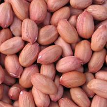 New Crop Good Quality  Raw  /  Blanched   Peanut s / Groundnuts for Sale