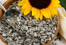 Premium Quality Sunflower Kernels for Sale