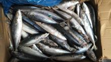 LAND Frozen pacific mackerel 50-60