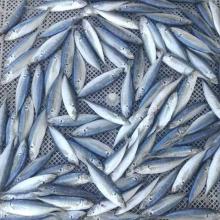 Wholesale  Seafood  Frozen Scad Fsh