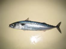 Mackerel Fish