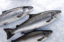 Salmon Fish