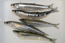 Sardines