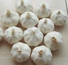Fresh Organic White Garlic