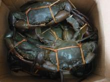 Frozen Mud Crabs, King Crabs, Soft Shell Crabs, Blue Crab