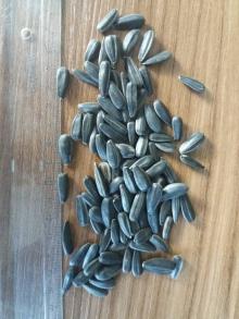 Black sunflower seeds type 