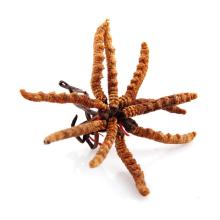 Cordyceps extract powder