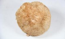 Monkey Head Mushroom Extract
