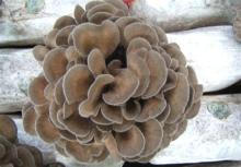  Maitake   Extract 