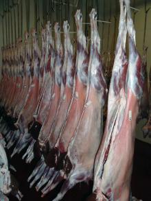 frozen goat meat