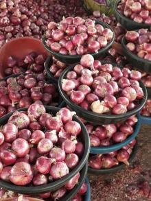 Onion