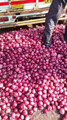  Red   Onion 