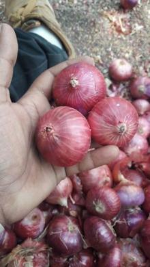 Gold onions