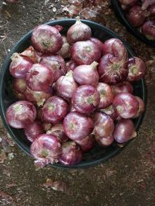 Fresh/Dried Red Onion