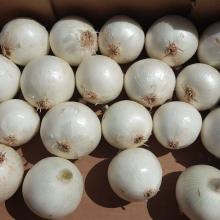 Fresh/Dried Onion