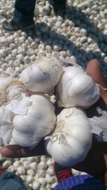 Fresh Organic White Garlic