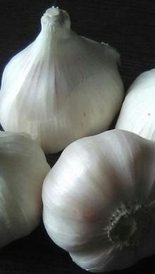 Garlic