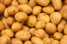  Irish   Potatoes 