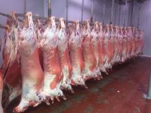 Fat mutton carcass
