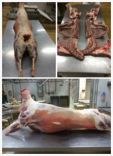 Small  sheep  with 6  cuts 