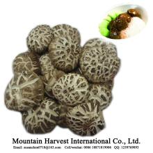 Dried White Flower Shiitake Mushroom